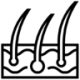 4312984anatomydermisepidermishairorganskin-115868_115851